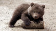 [Vidéo] Naissance de deux oursons au parc animalier de Sainte-Croix en Moselle: «Un évènement exceptionnel»