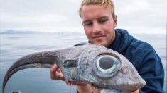 Un pêcheur remonte une sorte de «requin fantôme» à 800 mètres de profondeur, au large de la Norvège