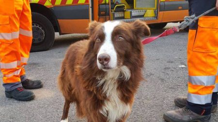 Se souvenir de l’histoire du fidèle chien de berger qui a poursuivi le camion transportant son troupeau à l’abattoir