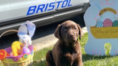 Un chiot rejoint le département de police et fait la sieste sur le bureau du chef pendant sa cérémonie d’investiture