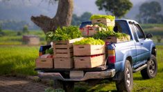 Un agriculteur malaisien offre ses légumes au milieu de la crise du virus du PCC pour éviter le gaspillage