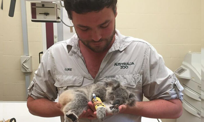 (Photo publiée avec l'aimable autorisation du zoo d'Australie)