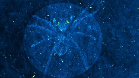 En Corée, des chercheurs déterrent des fossiles d’araignées vieux de 110 millions d’années, elles avaient des « yeux fluorescents »