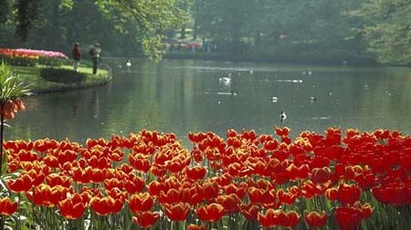 Keukenhof, le printemps de l’Europe