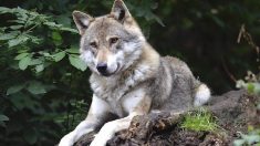 Loire-Atlantique : deux loups volés à une dresseuse qui offre 1000€ de récompense pour les retrouver