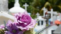 Mayenne : un horticulteur offre 1000 plants et va fleurir les tombes pour les Rameaux