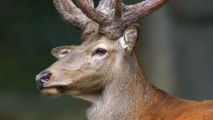 Val-de-Marne : des cerfs se promènent dans les rues de Boissy-Saint-Léger (vidéo)