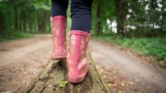 Aisne : les parcs, forêts et jardins publics et privés sont de nouveau accessibles