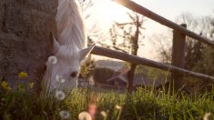 « Si les clubs équestres ferment, les chevaux partiront à la boucherie » déclarent les clubs en difficulté