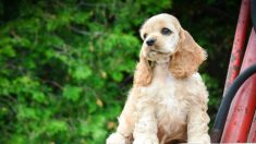 Rencontrez Winnie, un adorable cocker qui a fait fondre les cœurs avec ses yeux enchanteurs