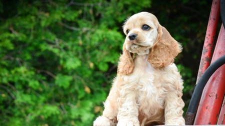 Rencontrez Winnie, un adorable cocker qui a fait fondre les cœurs avec ses yeux enchanteurs