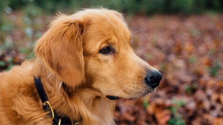 Le chien Tricycle pleure les animaux morts en se couchant sur leur tombe