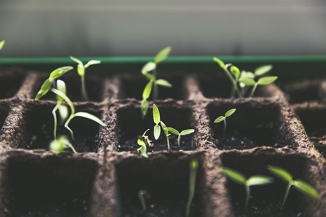 Des semis de tomates. (Pixabay/Markus Spiske)