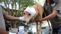 Un chien avec une tête purulente était allé mourir dans une cave – mais un homme a refusé de laisser cela se produire