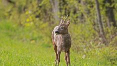 Côtes-d’Armor : une famille reçoit la visite d’un chevreuil tous les jours pendant le confinement