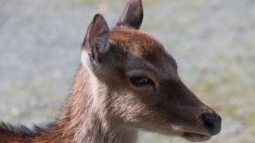 Poitiers: un jeune chevreuil meurt après s’être réfugié dans le jardin d’un dentiste