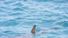 Confinement à Sète : un requin aperçu en train de nager dans les eaux du port de plaisance