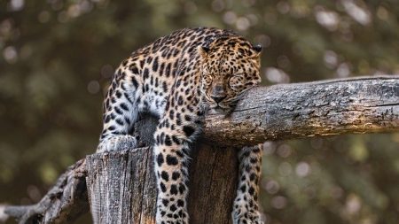 Un zoo allemand a envisagé de tuer des animaux pour en nourrir d’autres, créant une polémique mondiale