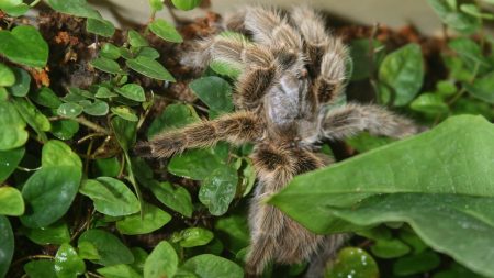 Il découvre une mygale dans une barquette de raisins achetée au supermarché