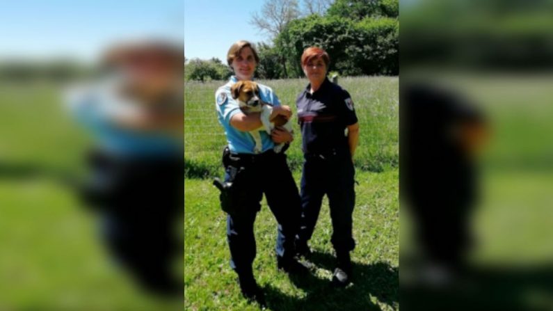 Après avoir été découvert au bord d'une route, le chiot a été pris en charge par un agent de surveillance de la voie publique et des gendarmes de Lalinde. Crédit : Gendarmerie de la Dordogne. 