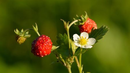 [Vidéo] «Des fraises des bois ont poussé»: la nouvelle réalité des parcs parisiens grâce au confinement