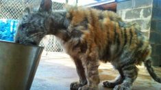 Un tigre du Bengale s’épanouit maintenant avec un nouveau compagnon après avoir été sauvé d’un cirque