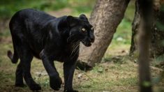 Les internautes sont fascinés par la photo de d’une panthère noire mystérieuse, prise en photo dans un sanctuaire indien