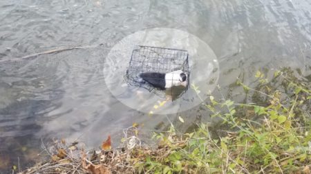 Un homme sauve et adopte le chien qu’il a trouvé abandonné dans une cage dans les eaux glacées d’un lac