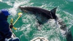 Un grand requin blanc d’environ 450 kg et de 3,65 mètres de long repéré au large des côtes de la Caroline du Nord