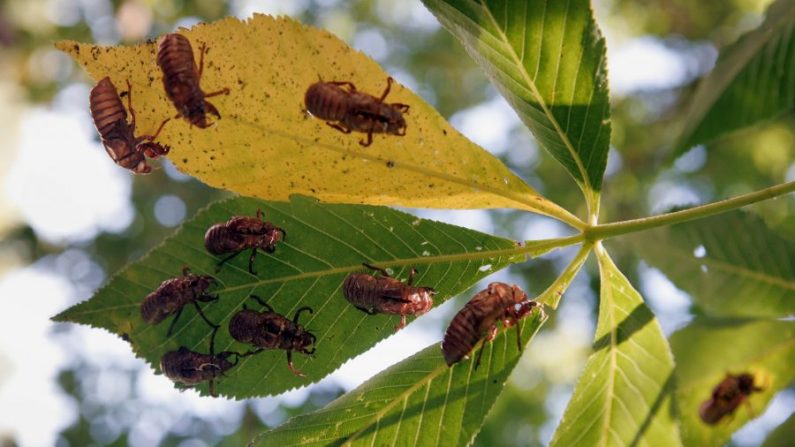 Des cigales vides et nymphales se tiennent dans un arbre après leur éclosion à Willow Springs, Illinois, le 11 juin 2007. Les cigales périodiques font partie des millions de cigales de la région qui ont surgi du sol et se sont installées dans les arbres au cours des deux dernières semaines pendant leur cycle d'éclosion de 17 ans. (Scott Olson/Getty Images)