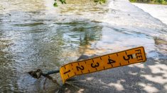 4 garçons courageux voyant une petite fille se noyer dans un ruisseau se jettent à l’eau et lui sauvent la vie