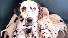 Une dalmatienne donne naissance à une énorme portée de 18 chiots tachetés: «Ils n’arrêtaient pas d’arriver»