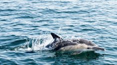 Zafar, le dauphin habitué de la rade de Brest, a été retrouvé mort sur une plage hollandaise