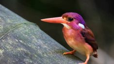 Un martin-pêcheur nain ultra rare, aux teintes magenta, photographié pour la toute première fois aux Philippines