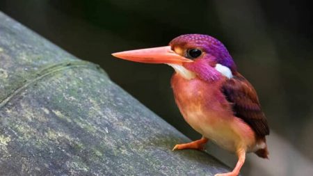 Un martin-pêcheur nain ultra rare, aux teintes magenta, photographié pour la toute première fois aux Philippines