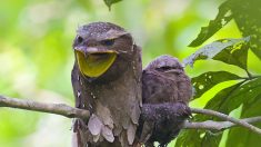 Rendez-vous avec un podarge, l’un des oiseaux les plus insaisissables et les plus fascinants dans la nature