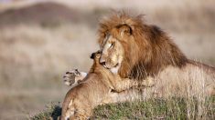 De touchantes photos d’un papa lion et de son lionceau qui s’embrassent révèlent le doux côté du roi de la savane