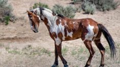 Rencontrez Picasso, le plus célèbre cheval sauvage d’Amérique, qui vous étonnera avec sa magnifique robe