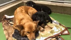 Un chien inquiet se faufile dans un chenil pour réconforter deux chiots effrayés et en pleurs