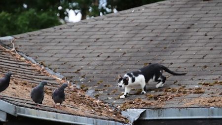 Le président de la Fédération nationale des Chasseurs propose de piéger les chats pour préserver la biodiversité