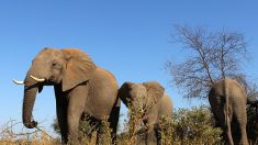 Douze éléphants meurent mystérieusement au Botswana