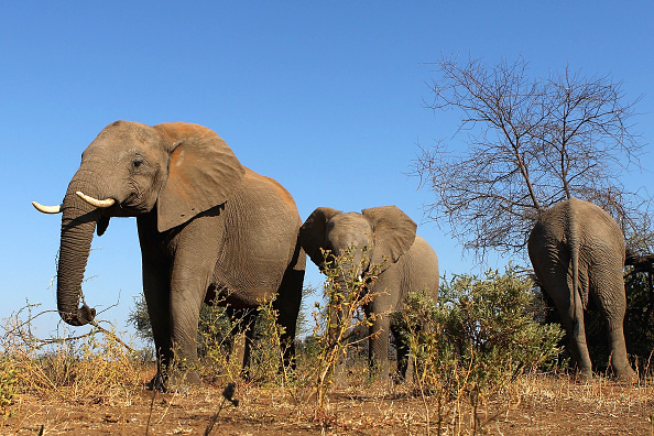 Réserve de Mashatu à Mapungubwe, Botswana. (Photo : Cameron Spencer/Getty Images)