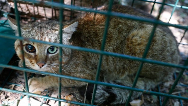 Capture d'un chat sauvage (PASCAL POCHARD-CASABIANCA/AFP via Getty Images)