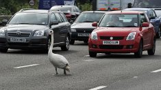 Strasbourg : un cygne escorté par la police sur l’autoroute A35