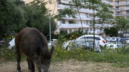 France: à Cannes, faute de festival, un sanglier en goguette sur la Croisette