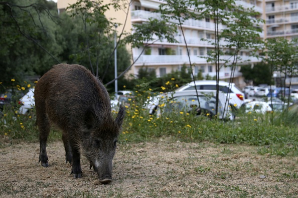 -Illustration- Un sanglier a été vu à Cannes sur la croisette le 10 mai 2020 . Photo de Pascal POCHARD-CASABIANCA / AFP via Getty Images.