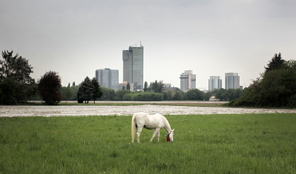 -Le cheval de 25 ans nommé Jenny broute lors de sa promenade quotidienne à Fechenheim près de Francfort-sur-le-Main, dans l'ouest de l'Allemagne, le 28 avril 2020. Photo de Daniel ROLAND / AFP via Getty Images.