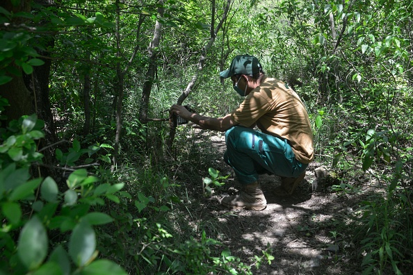 -Le garde de la faune d'Islamabad Imran vérifie un piège photographique sur un sentier de randonnée dans le parc national pendant le verrouillage à Islamabad le 6 mai 2020. Photo par Farooq NAEEM / AFP via Getty Images.