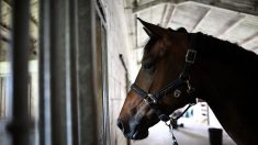 Mais qui tue les chevaux et leur sectionne l’oreille droite dans plusieurs régions de France ?