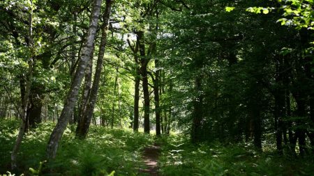 Déconfinement : appel à la prudence avec les animaux sauvages lors des balades en forêt après le 11 mai